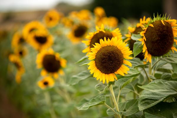 Biodiversity Belgium - Landscapes